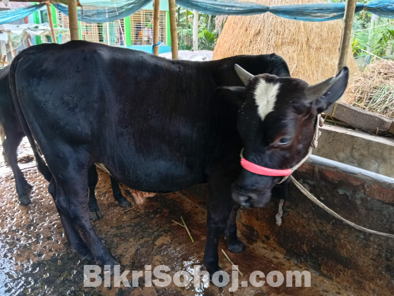 সুস্থ কোরবানির গরু বিক্রি হবে